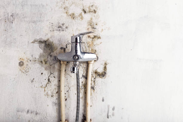 Best Local Mold Removal Service  in El Granada, CA