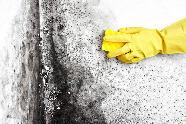 Best Black Mold Removal  in El Granada, CA
