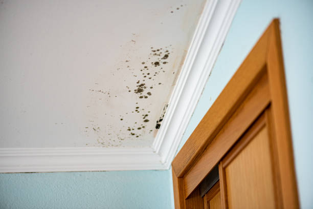Best Mold Removal Company Near Me  in El Granada, CA
