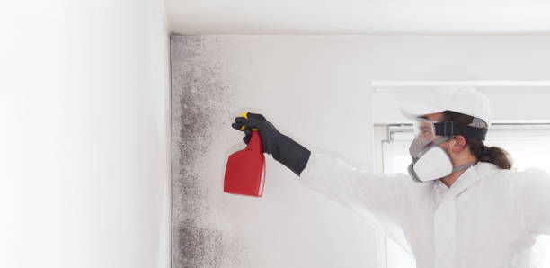 Certified Mold Removal in El Granada, CA