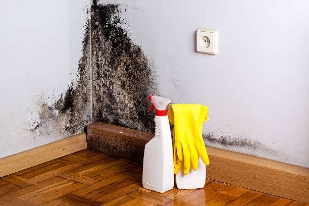 Best Attic Mold Removal  in El Granada, CA