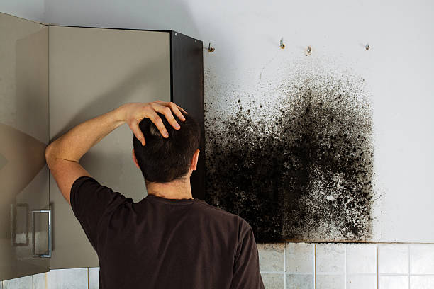 Mold Removal Process in El Granada, CA