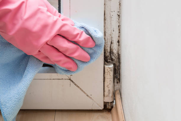 Best Black Mold Removal  in El Granada, CA